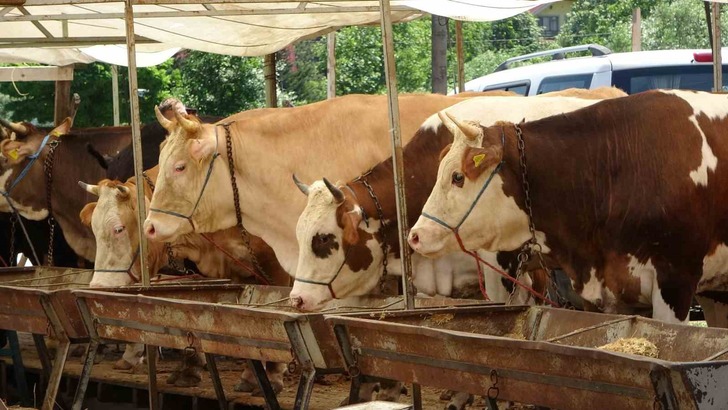 Buldan&rsquo;da şap karantinası kaldırıldı