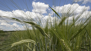 Tarım-GFE yıllık y&uuml;zde 30,59 arttı