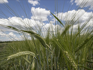 Tarım-GFE yıllık y&uuml;zde 30,59 arttı