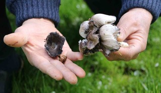 Risk arttı: Yabani mantar tüketimine dikkat