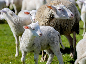 100 k&uuml;&ccedil;&uuml;kbaş hayvan desteği! Başvurular başladı, şartlar belli oldu