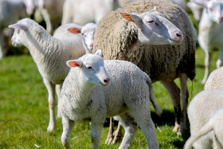 100 k&uuml;&ccedil;&uuml;kbaş hayvan desteği! Başvurular başladı, şartlar belli oldu