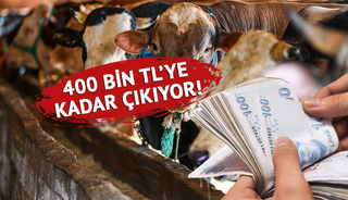 Bu yıl kurbanlık ka&ccedil; TL? İşte 2026 fiyatları