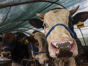 Diyanet duyurdu! Vekaletle kurban kesim fiyatı belli oldu