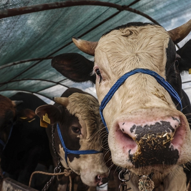 Diyanet duyurdu! Vekaletle kurban kesim fiyatı belli oldu