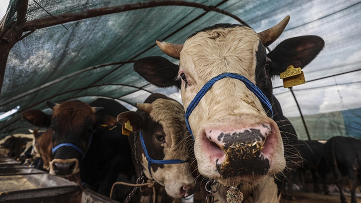 Diyanet duyurdu! Vekaletle kurban kesim fiyatı belli oldu