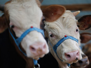 Kurbanlık almak zorlaştı! B&uuml;y&uuml;kbaş 700 bin, k&uuml;&ccedil;&uuml;kbaş 50 bin TL