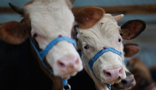 Kurbanlık almak zorlaştı! B&uuml;y&uuml;kbaş 700 bin'e dayandı