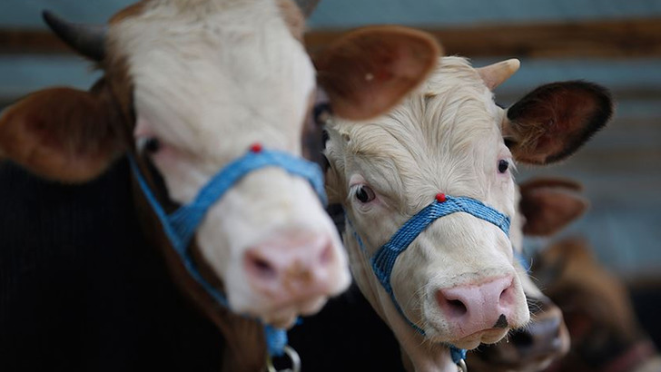 Kurbanlık almak zorlaştı! B&uuml;y&uuml;kbaş 700 bin, k&uuml;&ccedil;&uuml;kbaş 50 bin TL